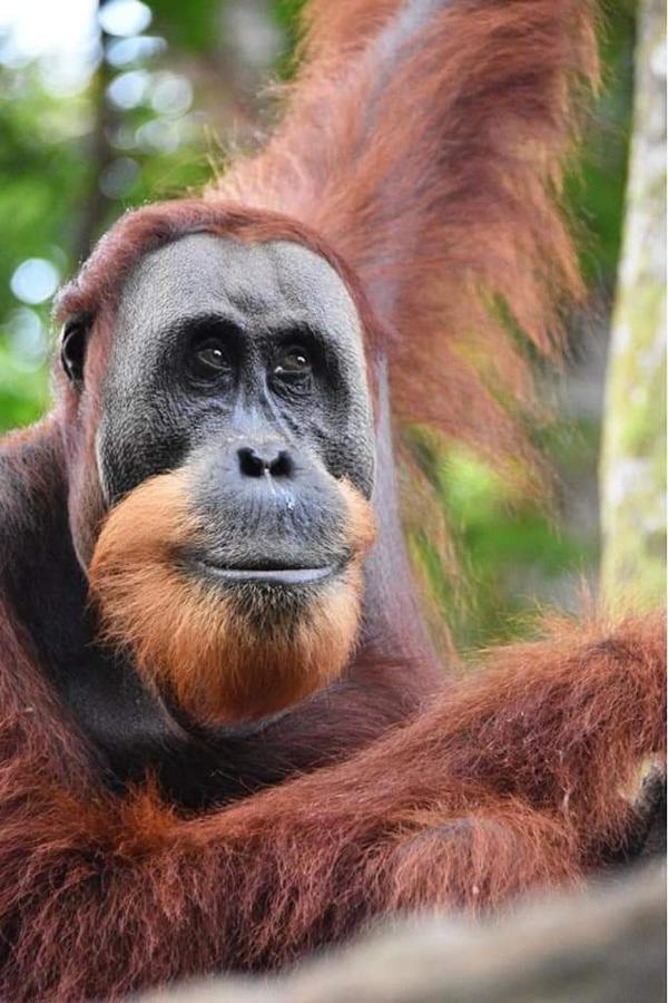 Eco Trekking Lodge, Bar & Jungle Tour'S Bukit Lawang Eksteriør bilde