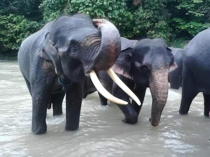 Eco Trekking Lodge, Bar & Jungle Tour'S Bukit Lawang Eksteriør bilde