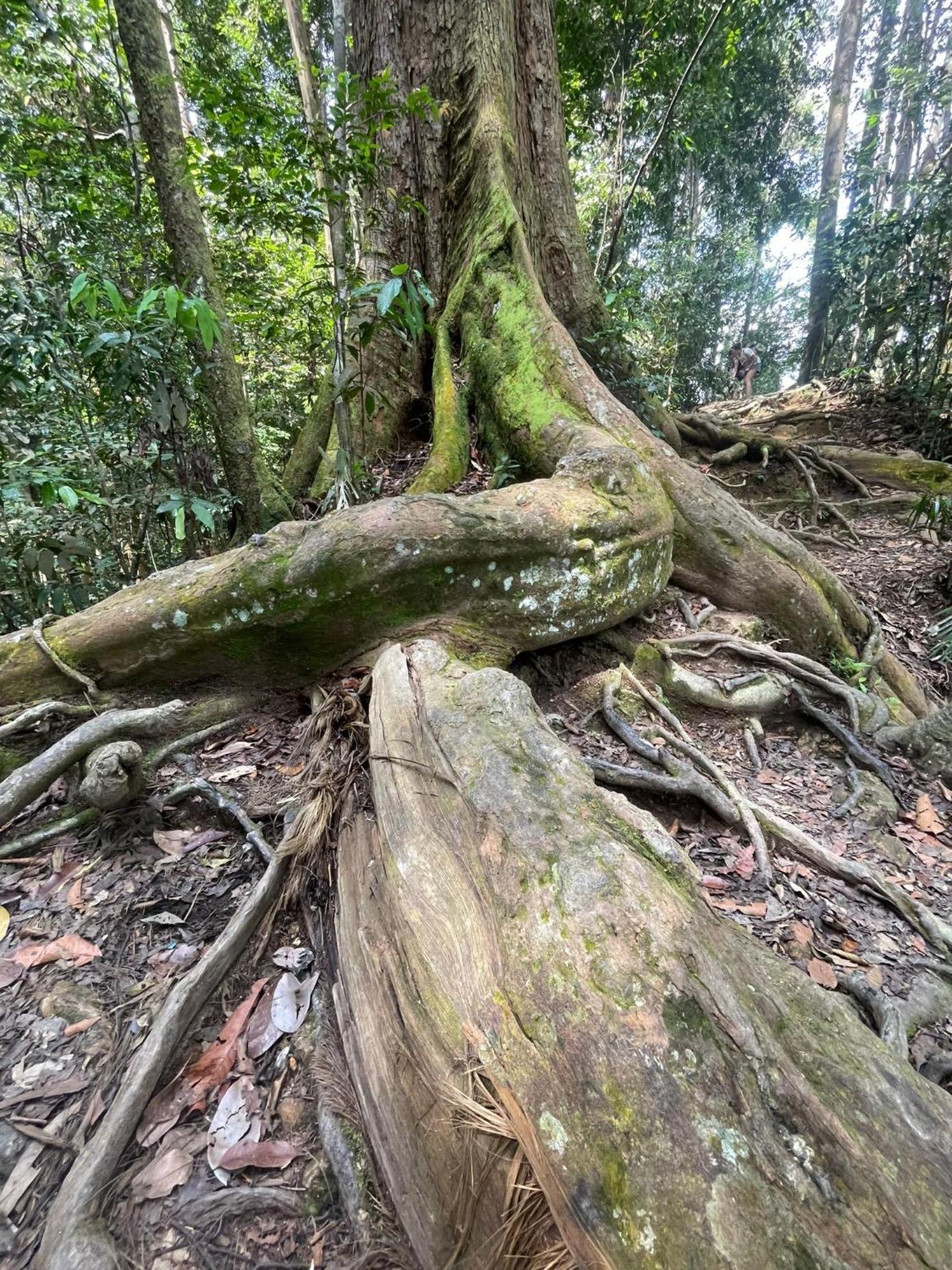Eco Trekking Lodge, Bar & Jungle Tour'S Bukit Lawang Eksteriør bilde
