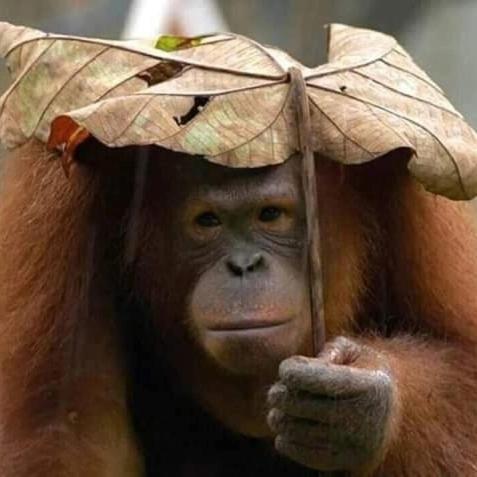 Eco Trekking Lodge, Bar & Jungle Tour'S Bukit Lawang Eksteriør bilde