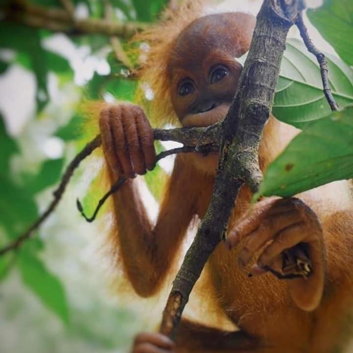 Eco Trekking Lodge, Bar & Jungle Tour'S Bukit Lawang Eksteriør bilde