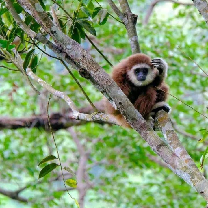 Eco Trekking Lodge, Bar & Jungle Tour'S Bukit Lawang Eksteriør bilde