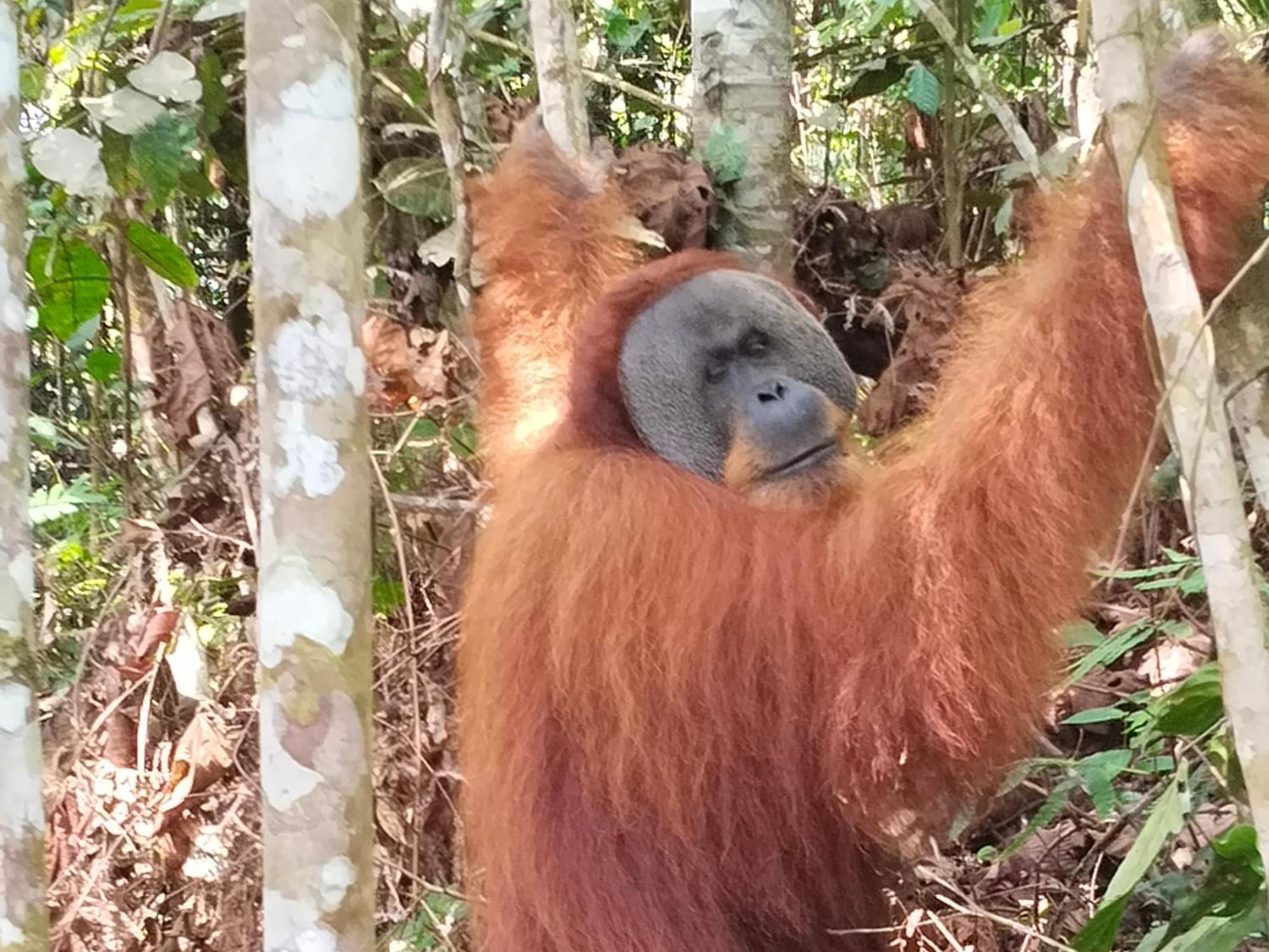 Eco Trekking Lodge, Bar & Jungle Tour'S Bukit Lawang Eksteriør bilde