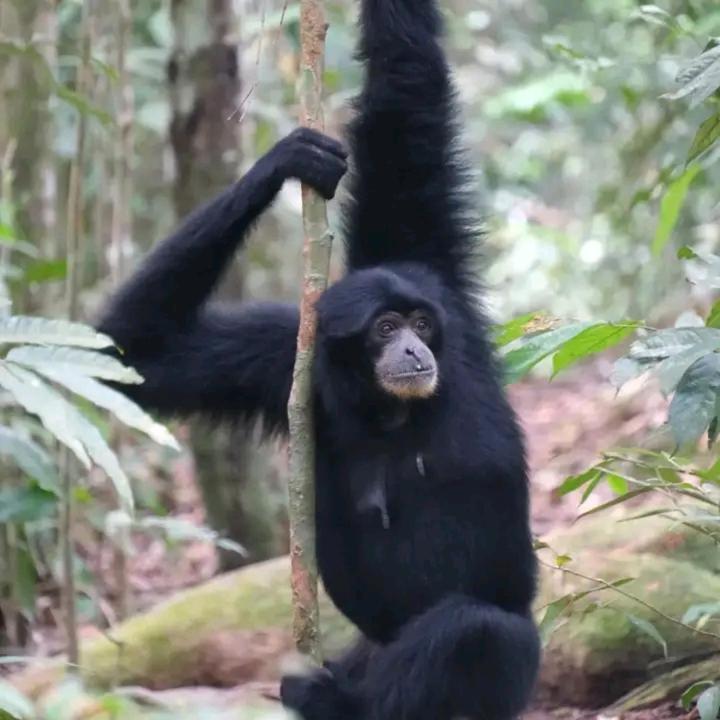 Eco Trekking Lodge, Bar & Jungle Tour'S Bukit Lawang Eksteriør bilde