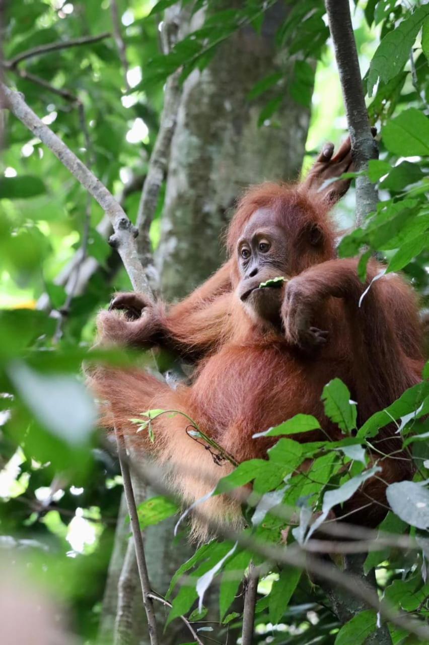 Eco Trekking Lodge, Bar & Jungle Tour'S Bukit Lawang Eksteriør bilde