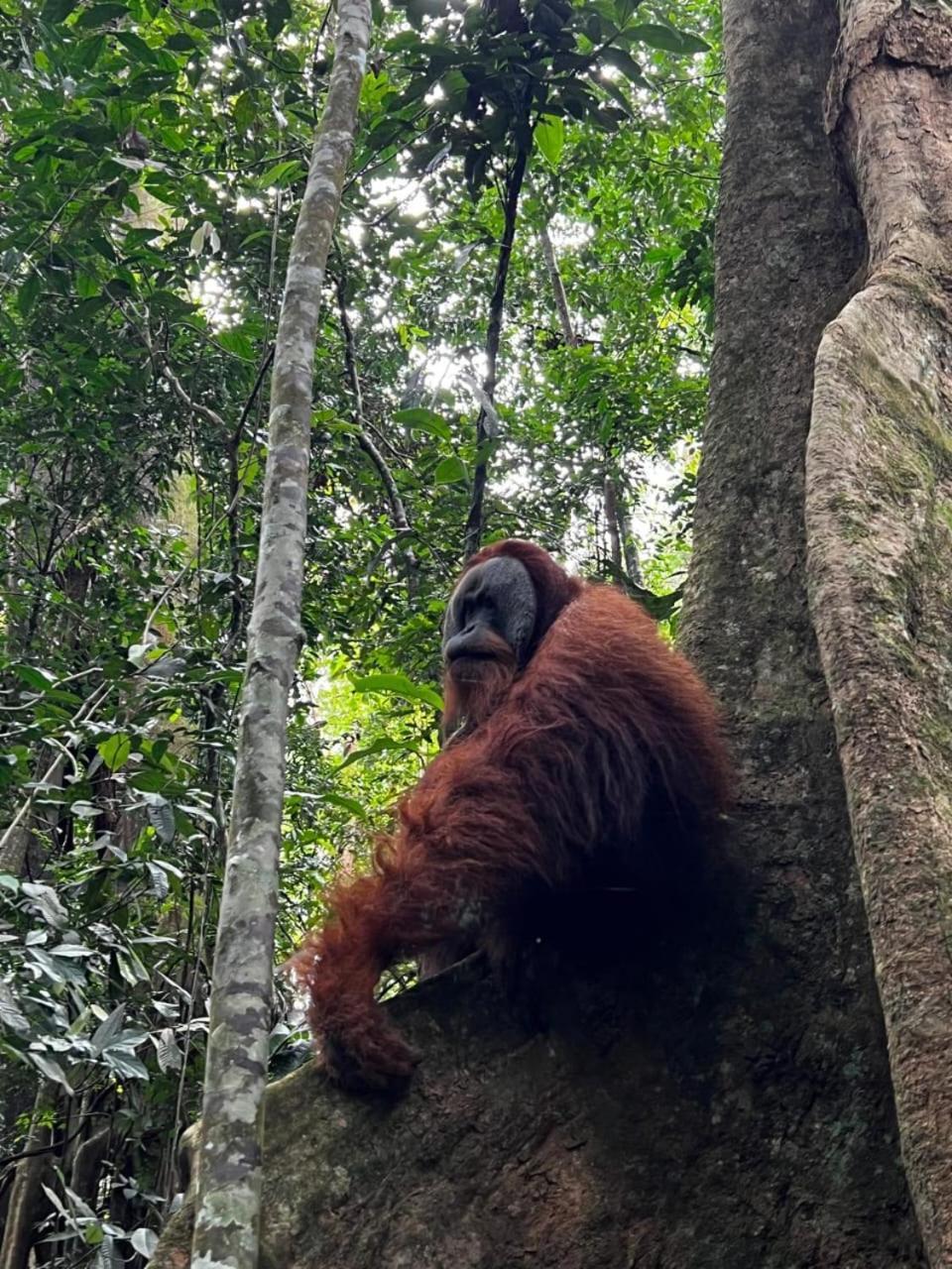 Eco Trekking Lodge, Bar & Jungle Tour'S Bukit Lawang Eksteriør bilde